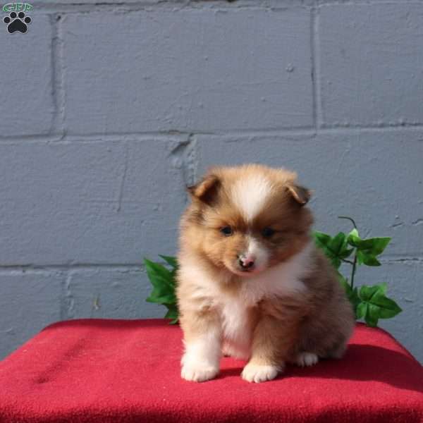 Henry, Pomeranian Puppy